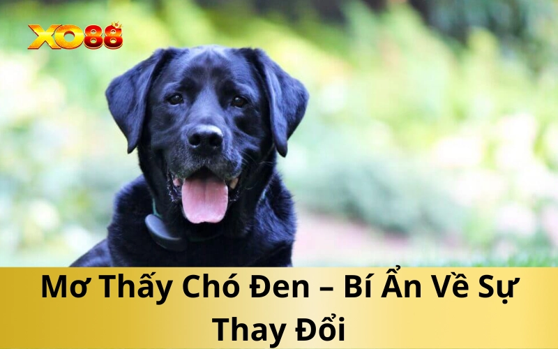 Mơ Thấy Chó Đen – Bí Ẩn Về Sự Thay Đổi