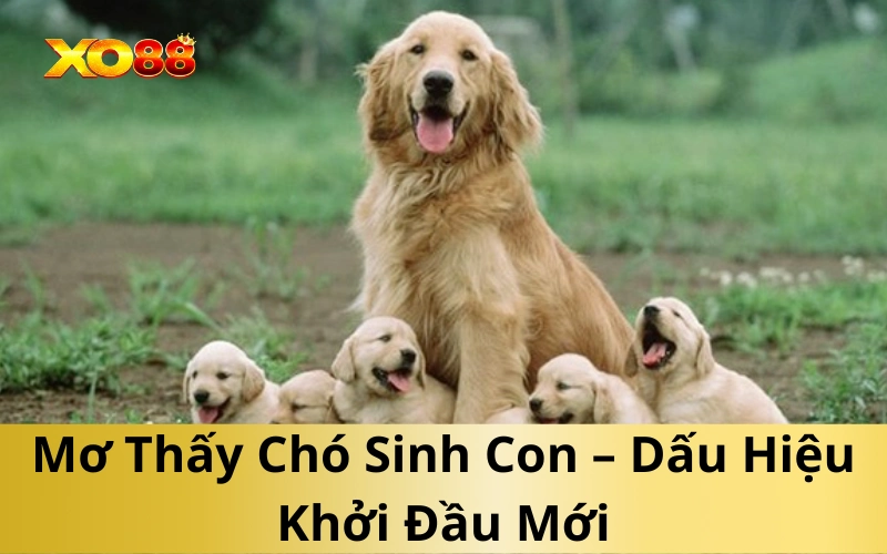 Mơ Thấy Chó Sinh Con – Dấu Hiệu Khởi Đầu Mới