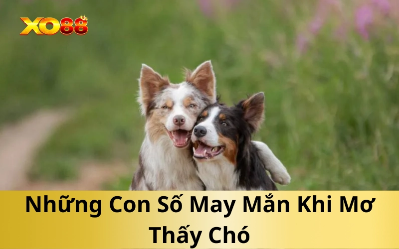 Những Con Số May Mắn Khi Mơ Thấy Chó